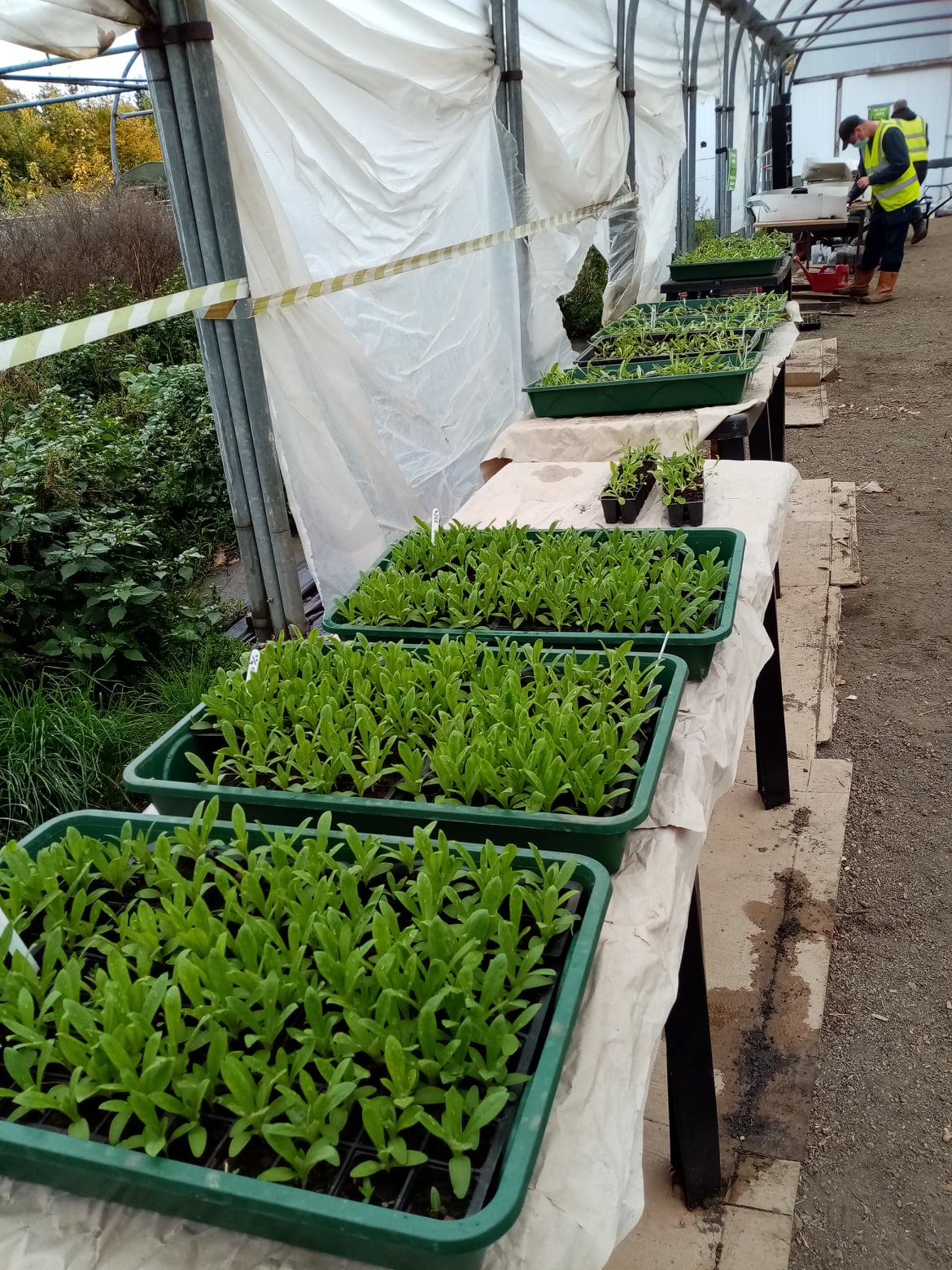 Trays of seedlings in a polytunnel